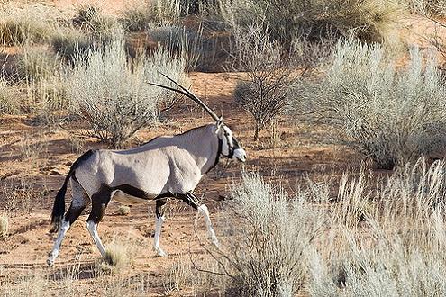 Parque Nacional Kalahari-Gemsbok