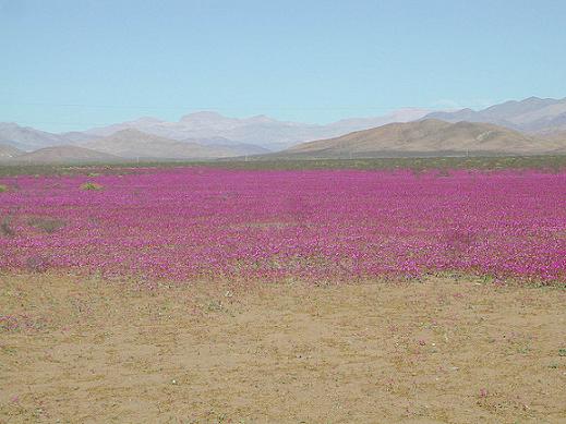 Desierto Florido chile